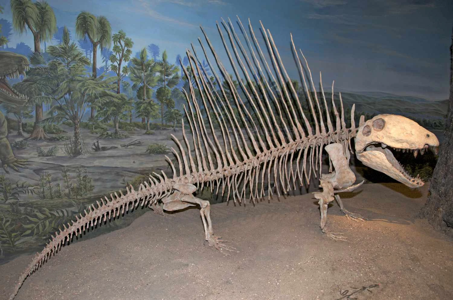 دیمترودون ها در "مرگ بزرگ" منقرض شدند.