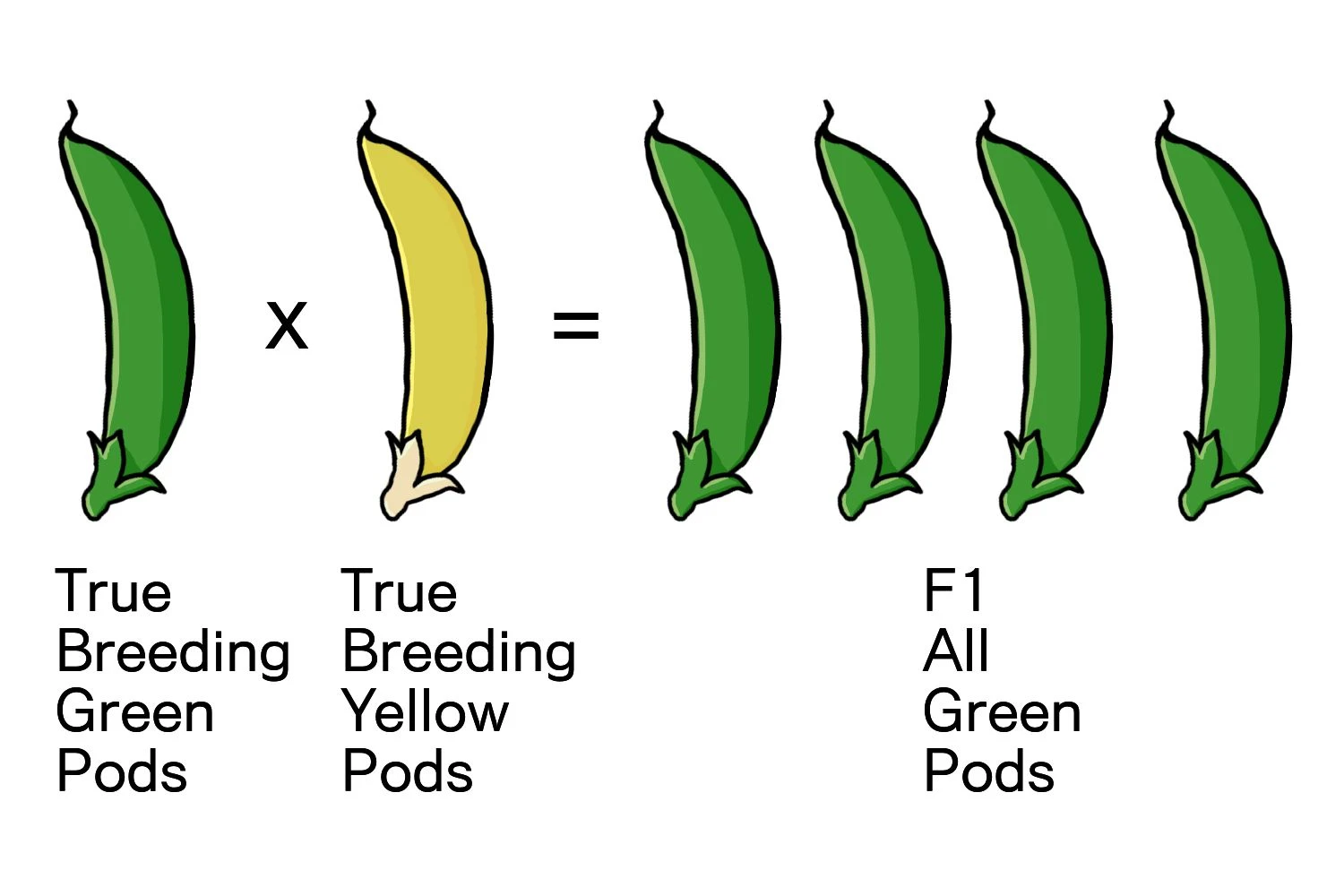 تلاقی ژنتیکی