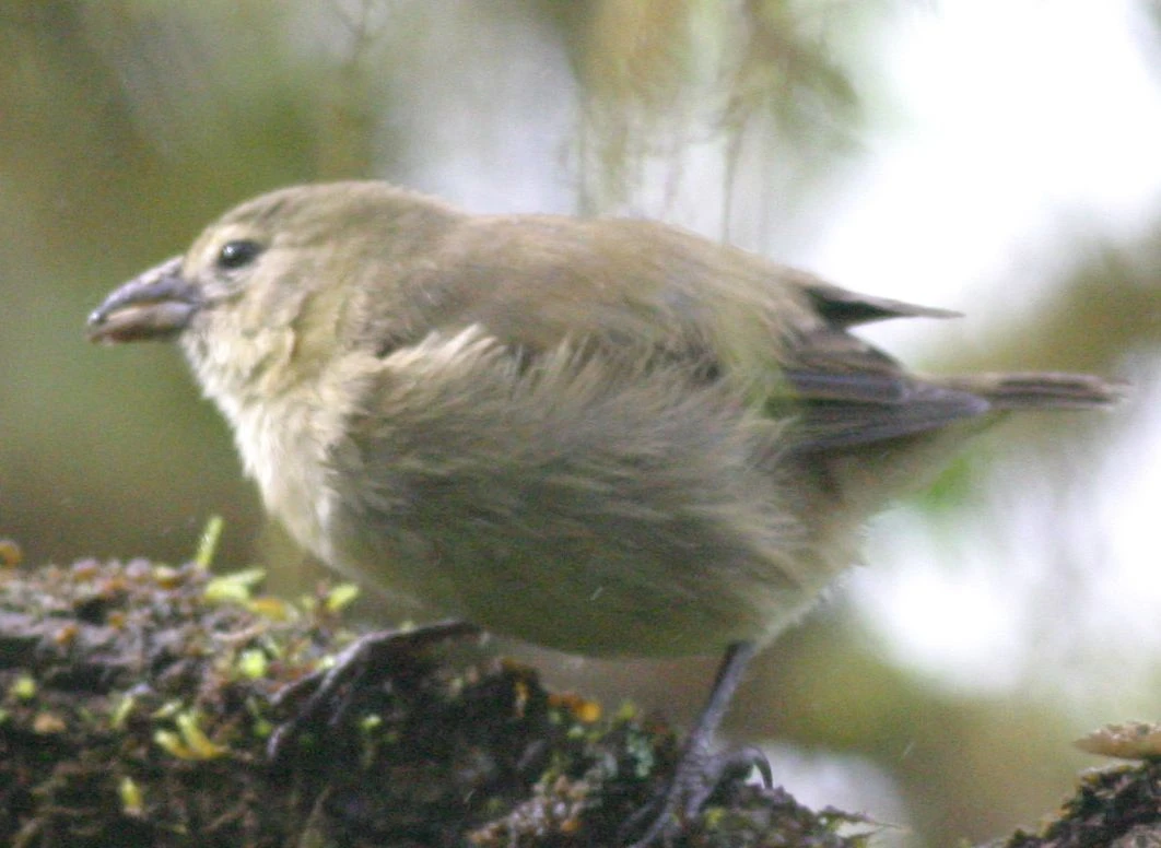 تصویر یک سهره دارکوب