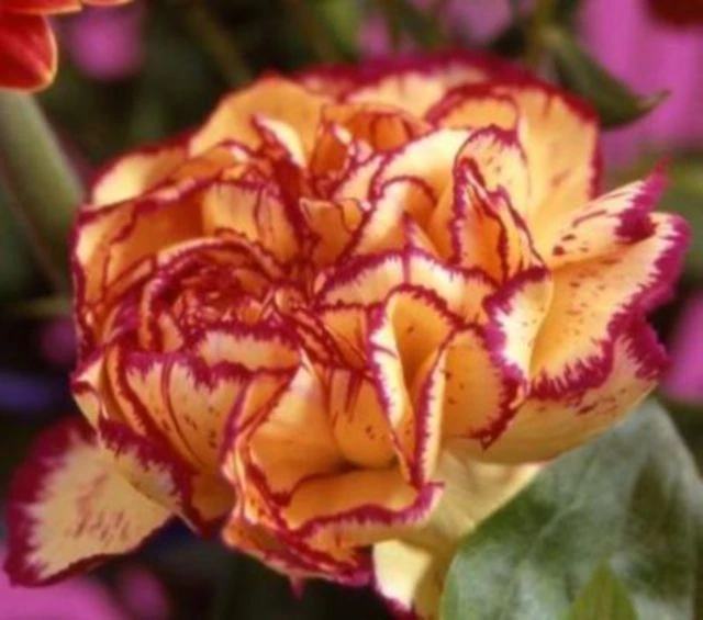 میخک راه راه: نه