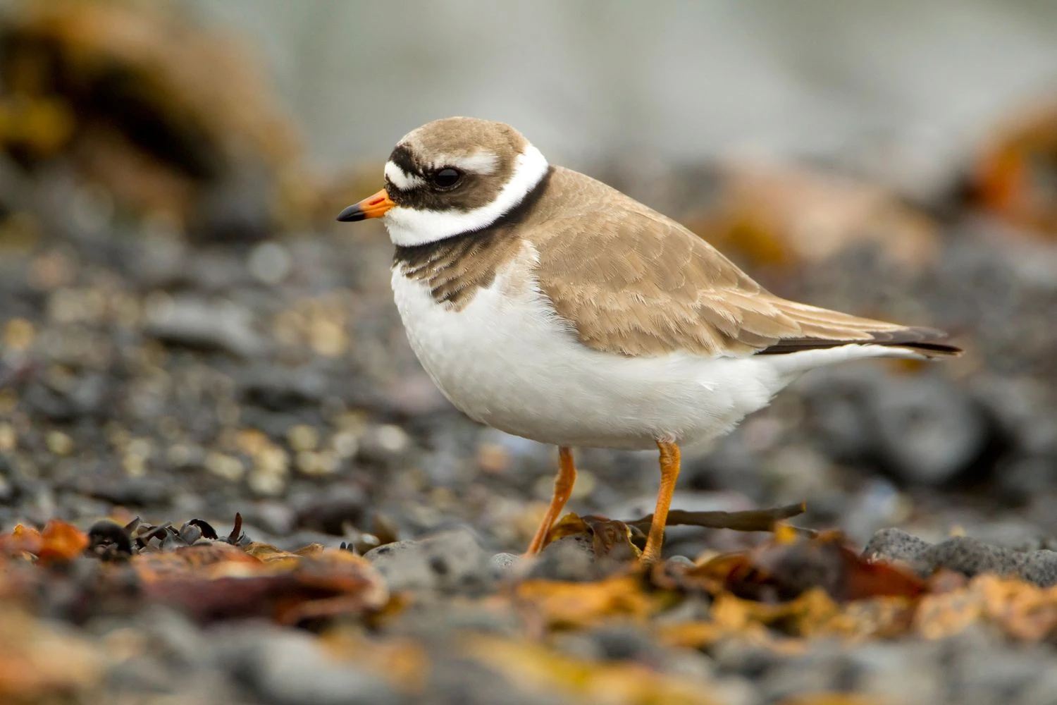 Ringed plover - Charadrius hiaticula