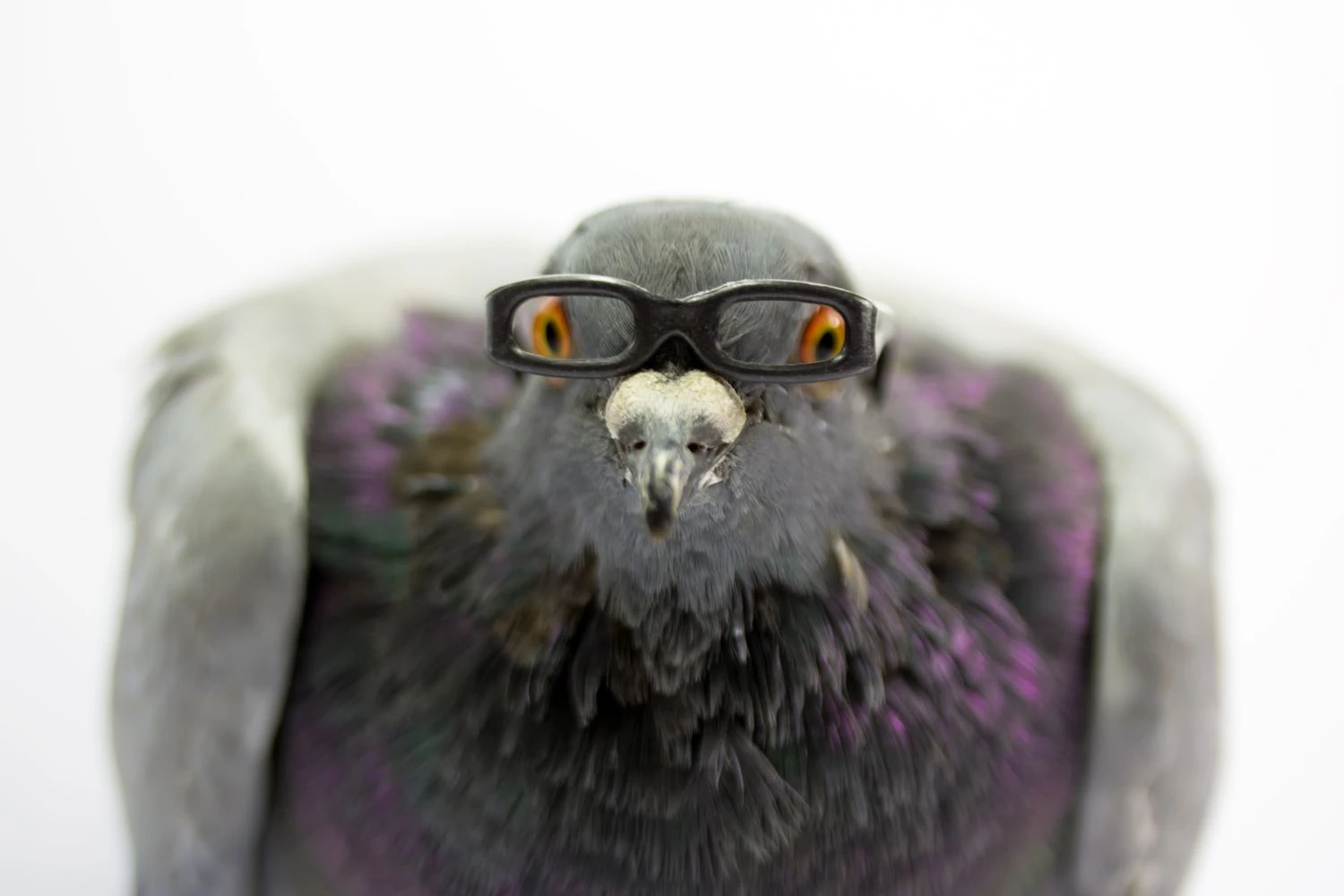 کبوترها و کبوترها ممکن است احمق به نظر برسند، اما درک قابل توجهی از ریاضی دارند.