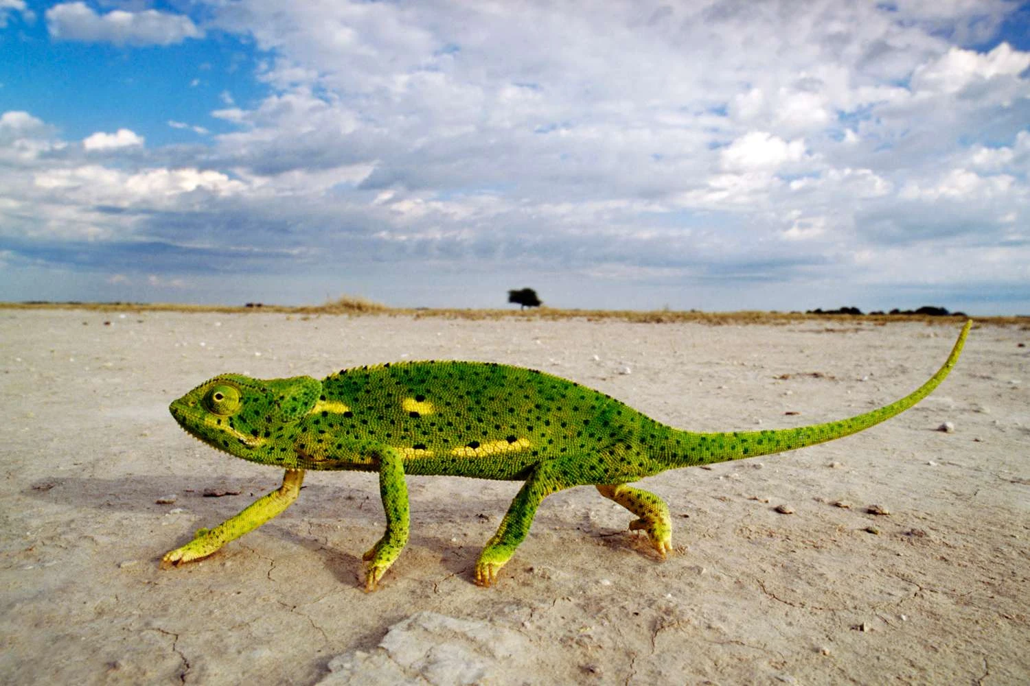 آفتاب‌پرست گردن‌پوش‌دار - Chamaeleo dilepis