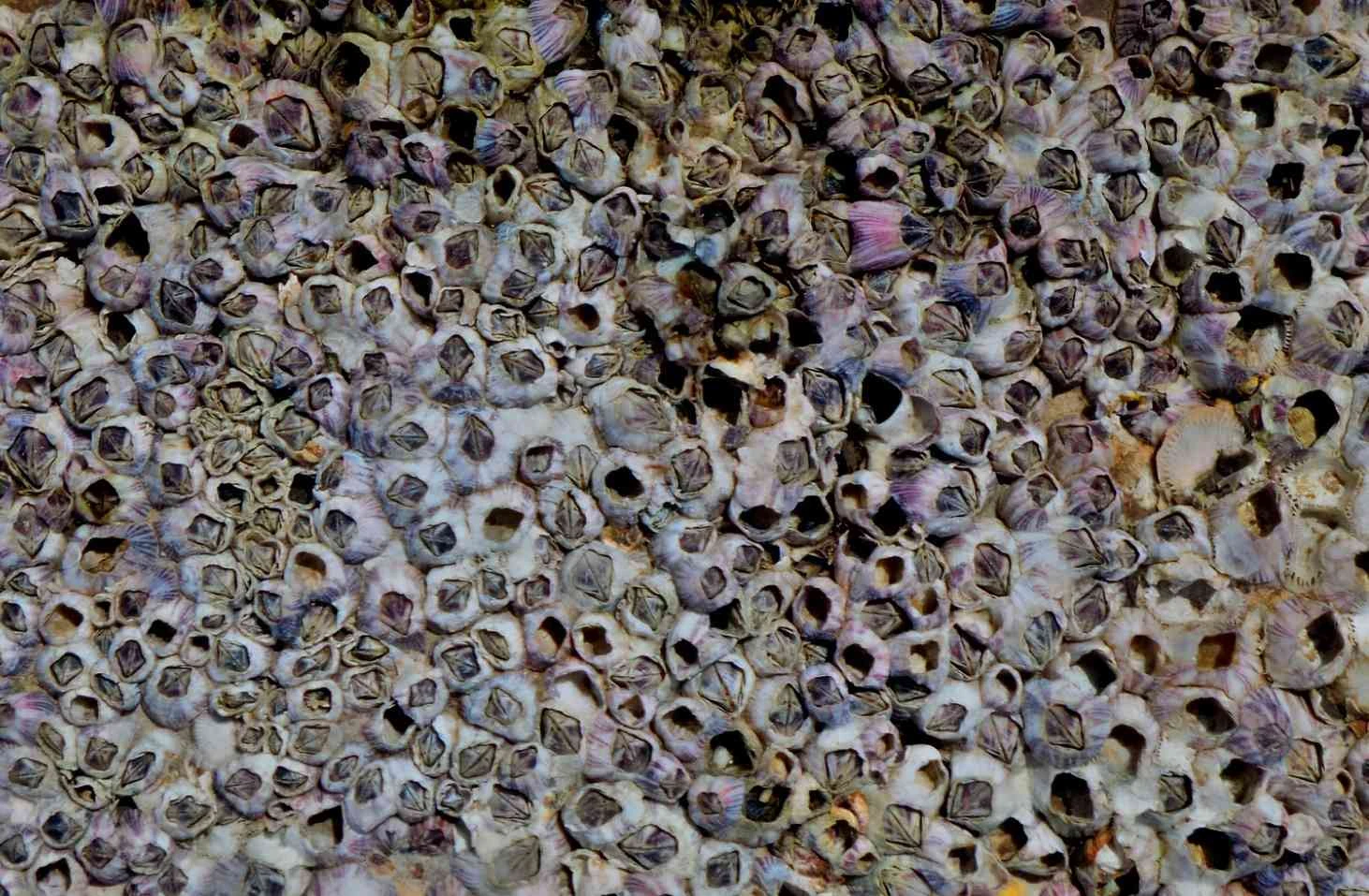 سخت پوست ها