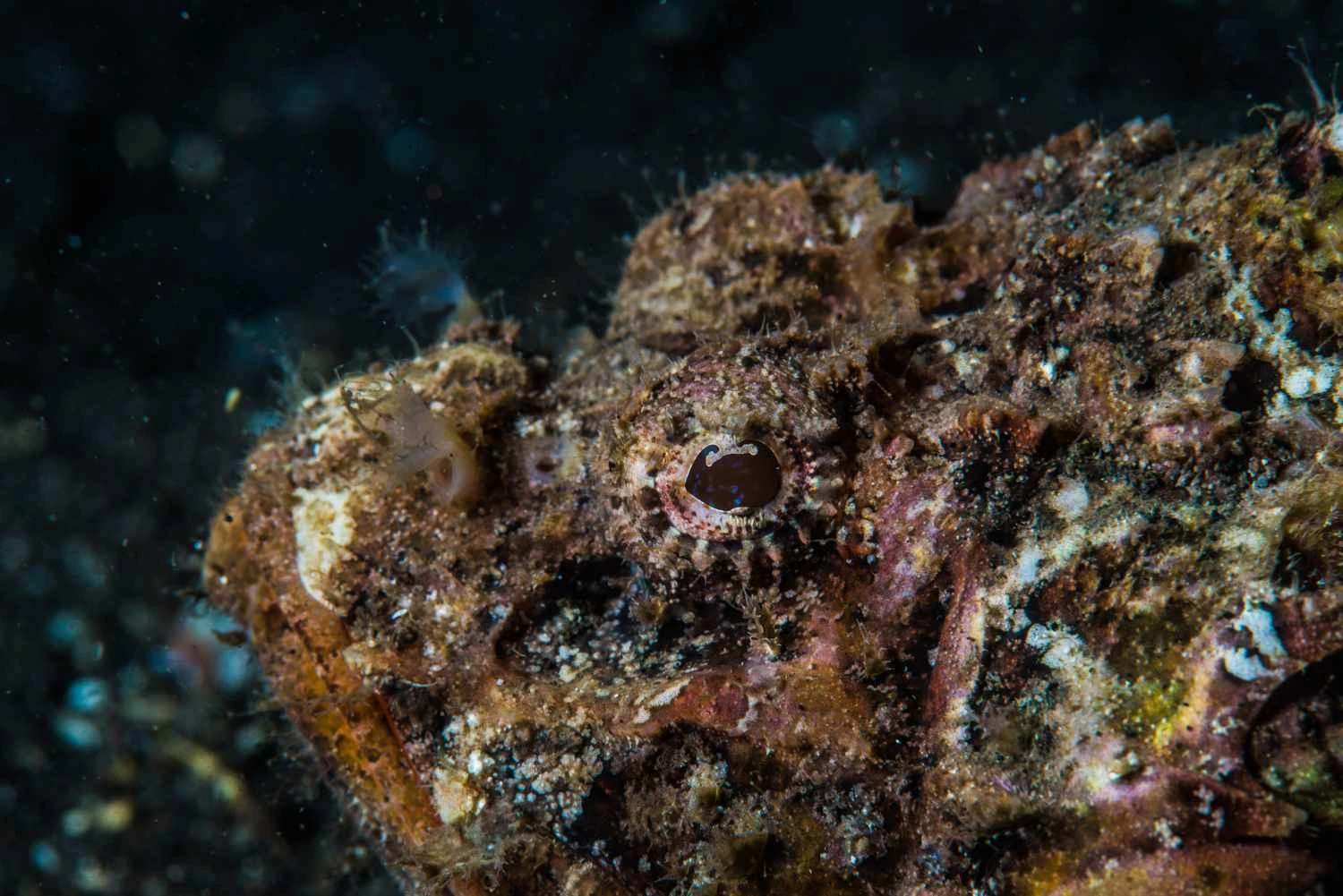 عقرب‌ماهی به جز شیرماهی، رنگ‌آمیزی خال‌دار دارد که به عنوان استتار عمل می‌کند.