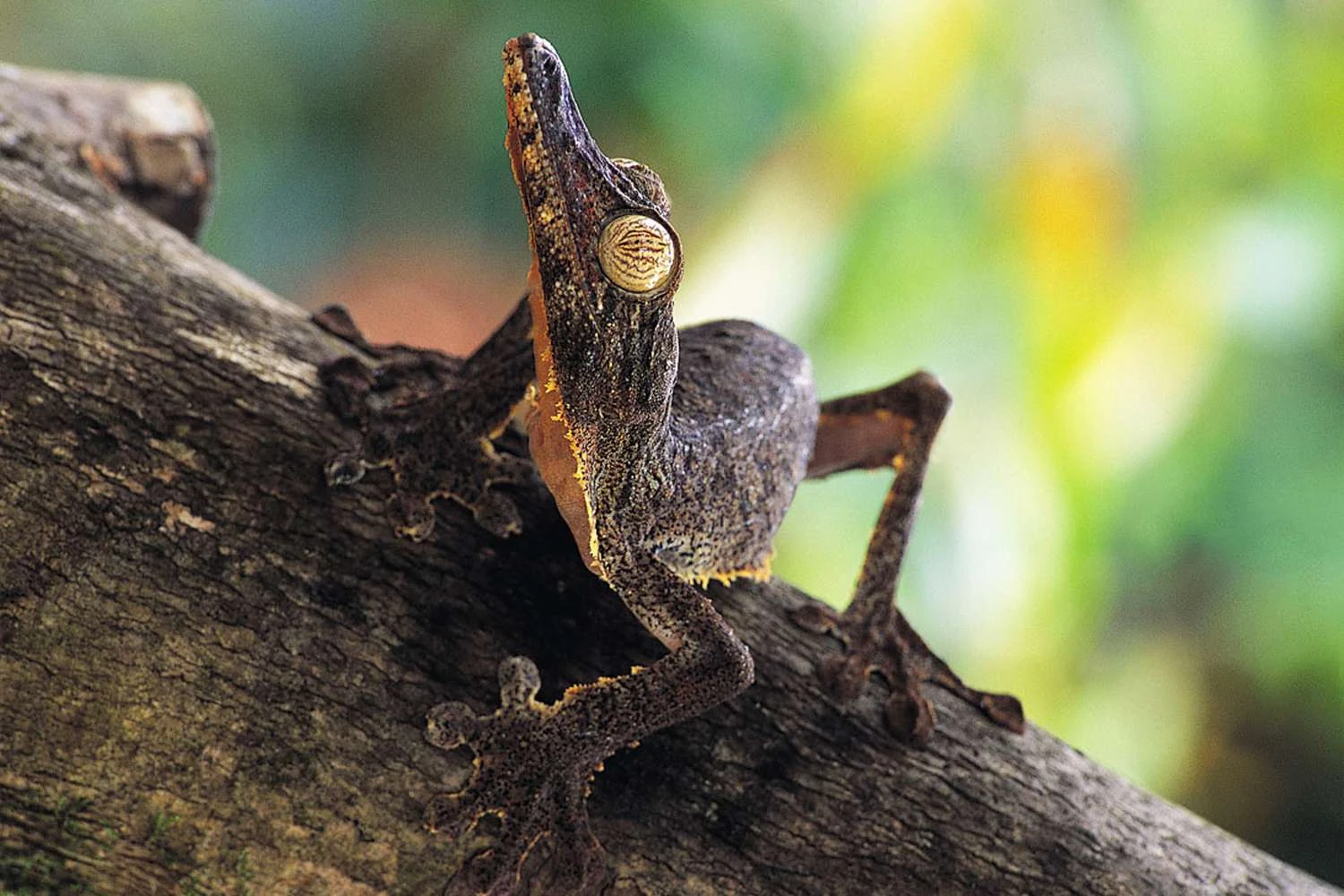 گکوی دم‌برگی حاشیه‌دار - Uroplatus fimbriatus