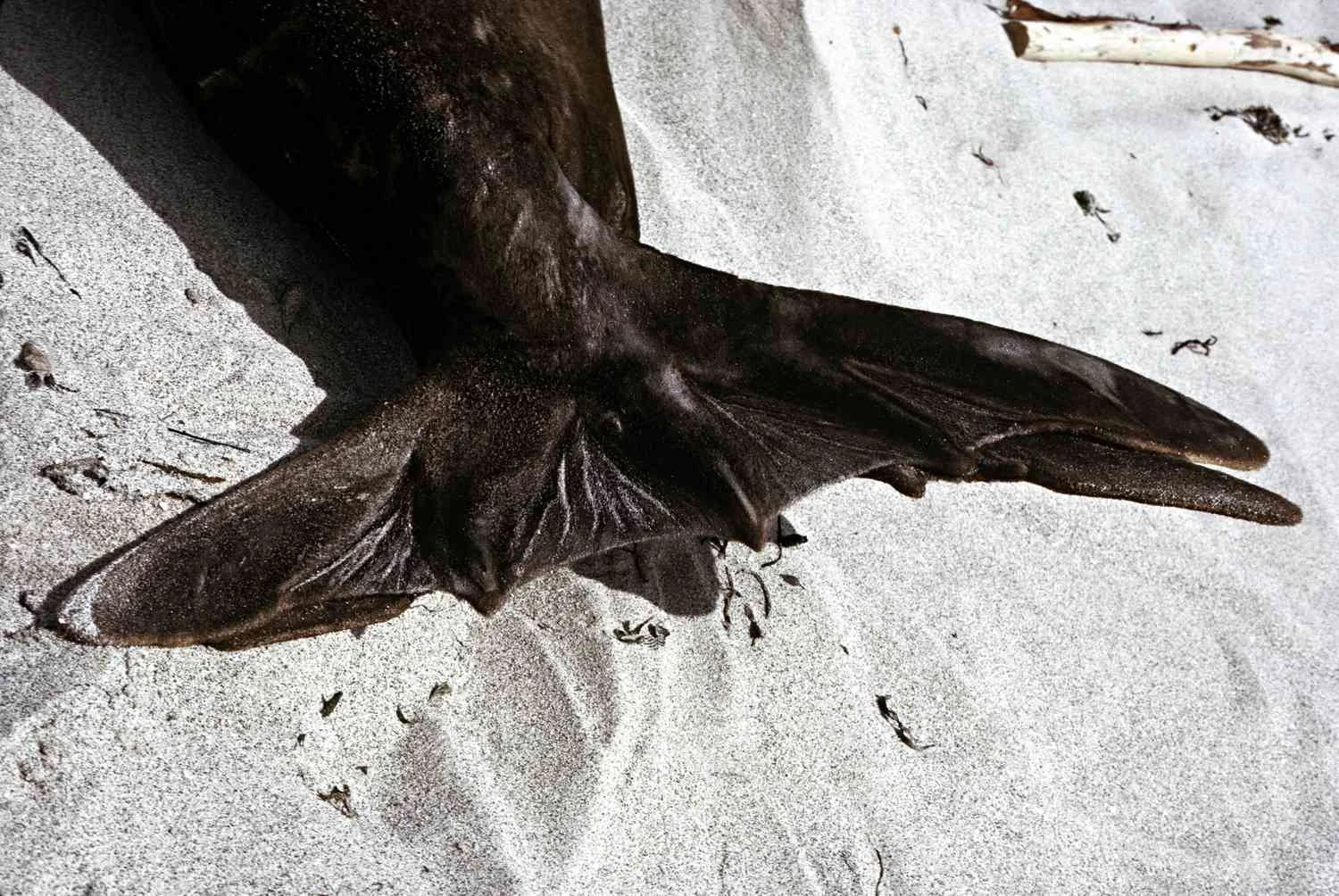 باله‌های عقبی فک فیل‌دریایی به طور شگفت‌انگیزی در حرکت روی خشکی کارآمد هستند.