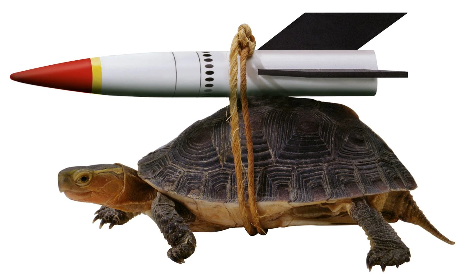 لاک‌پشتی با یک موشک کوچک که با طناب به پشتش بسته شده است