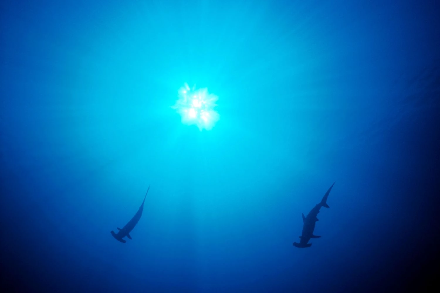 کوسه سرکج کلاهدار