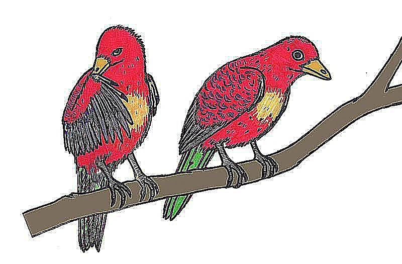 لیاونینگورنیس