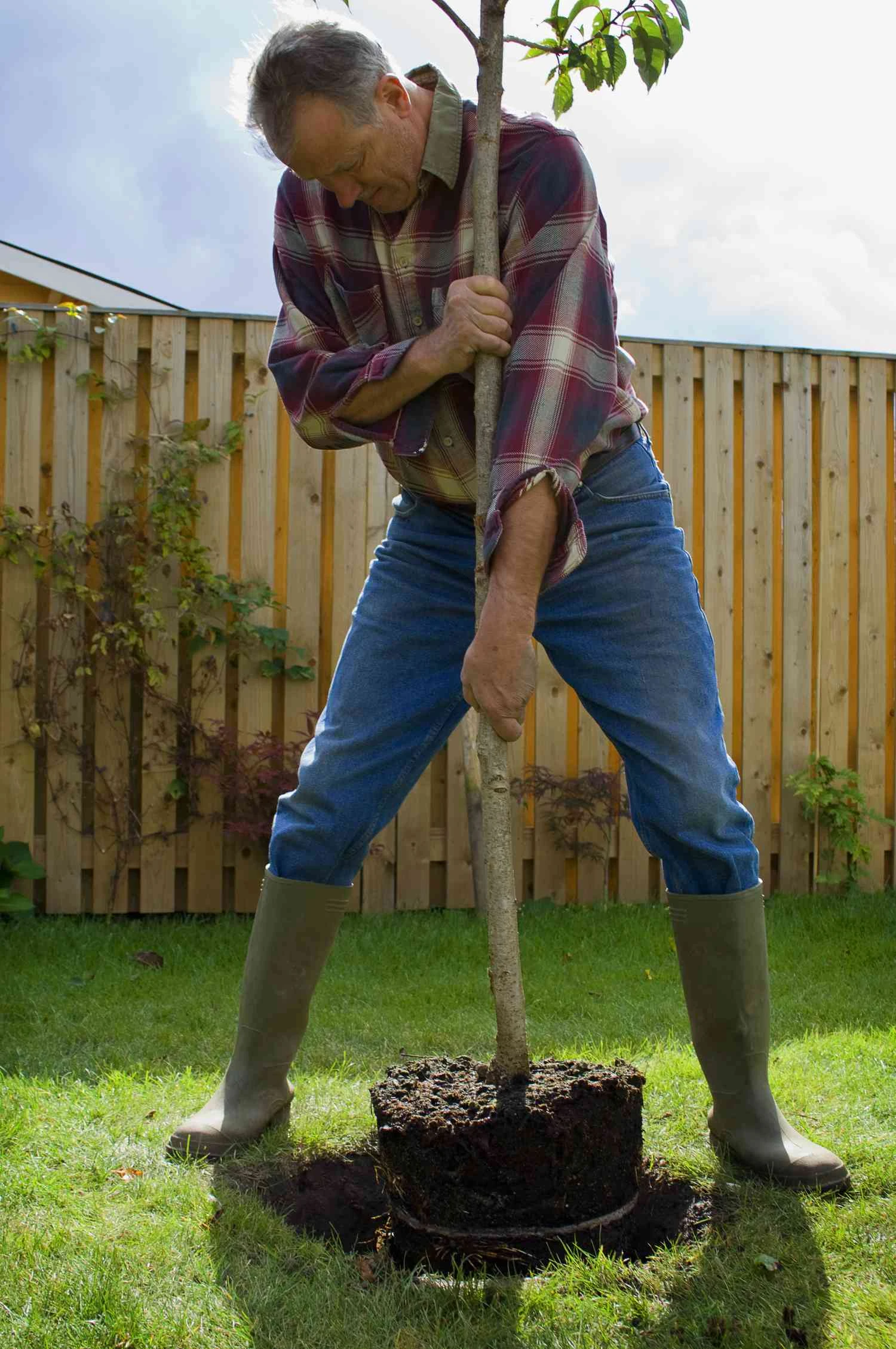 جابجایی درخت