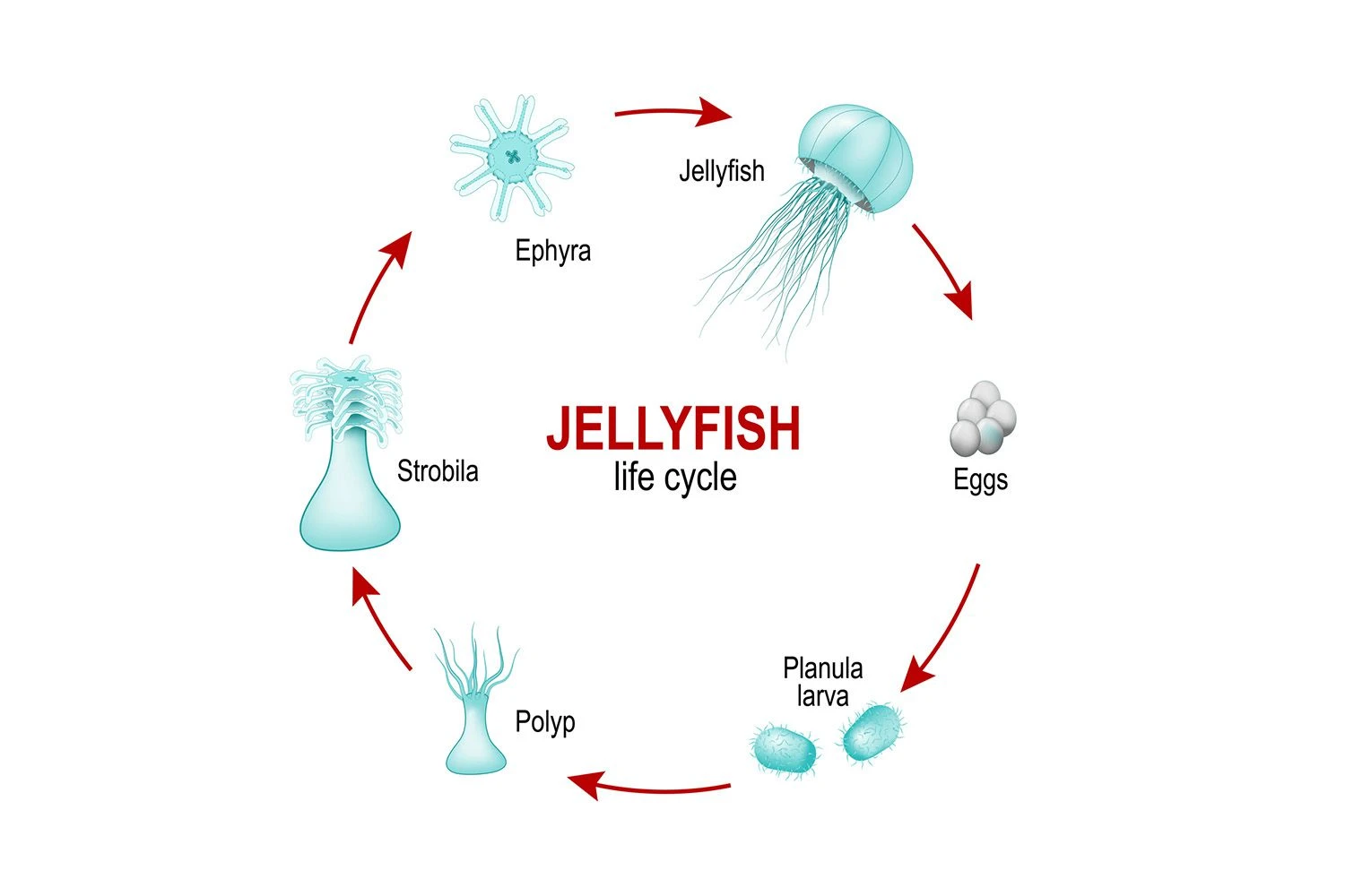 چرخه زندگی عروس دریایی
