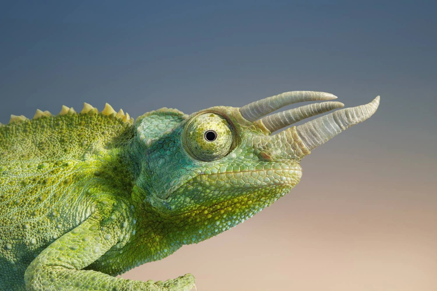 آفتاب‌پرست جکسون - Trioceros jacksonii