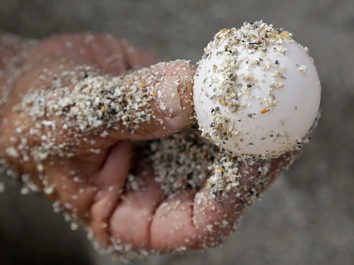 دستی که تخم لاک‌پشت را از لانه‌ای در ساحل برداشته است