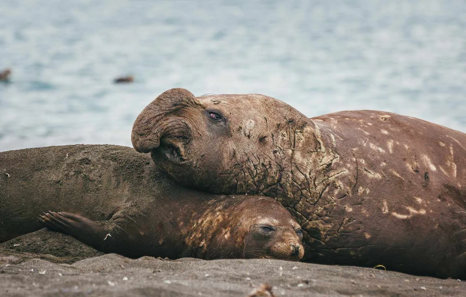 تفاوت اندازه فک فیل‌دریایی نر و ماده