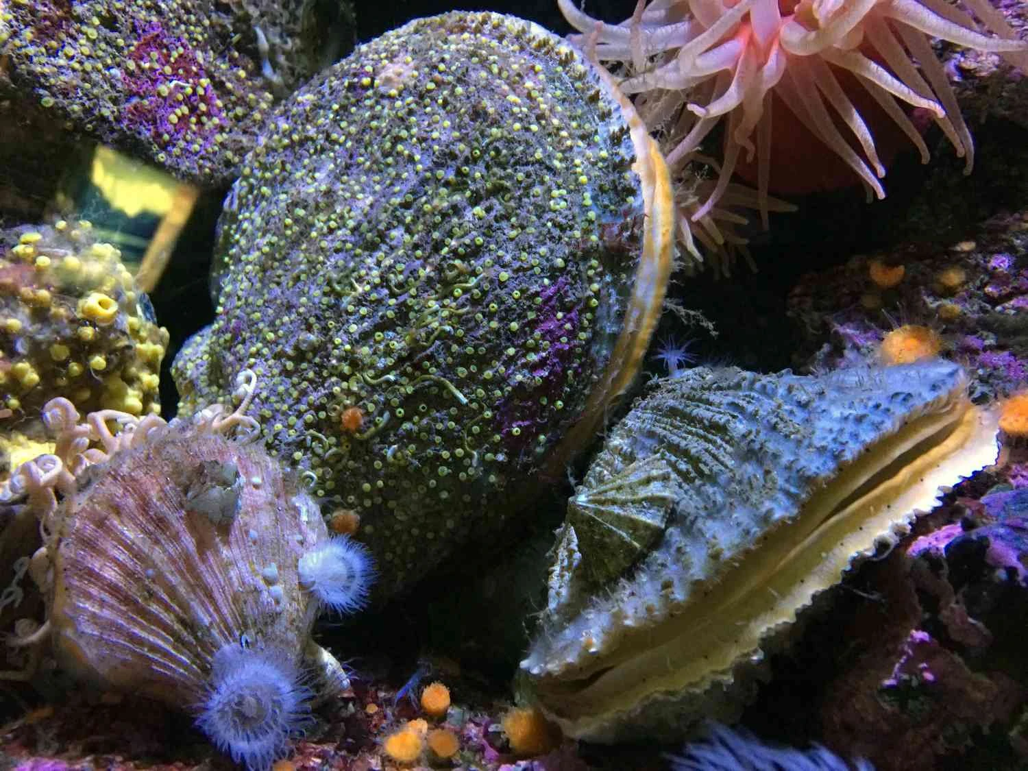 صدف دریایی آتلانتیک