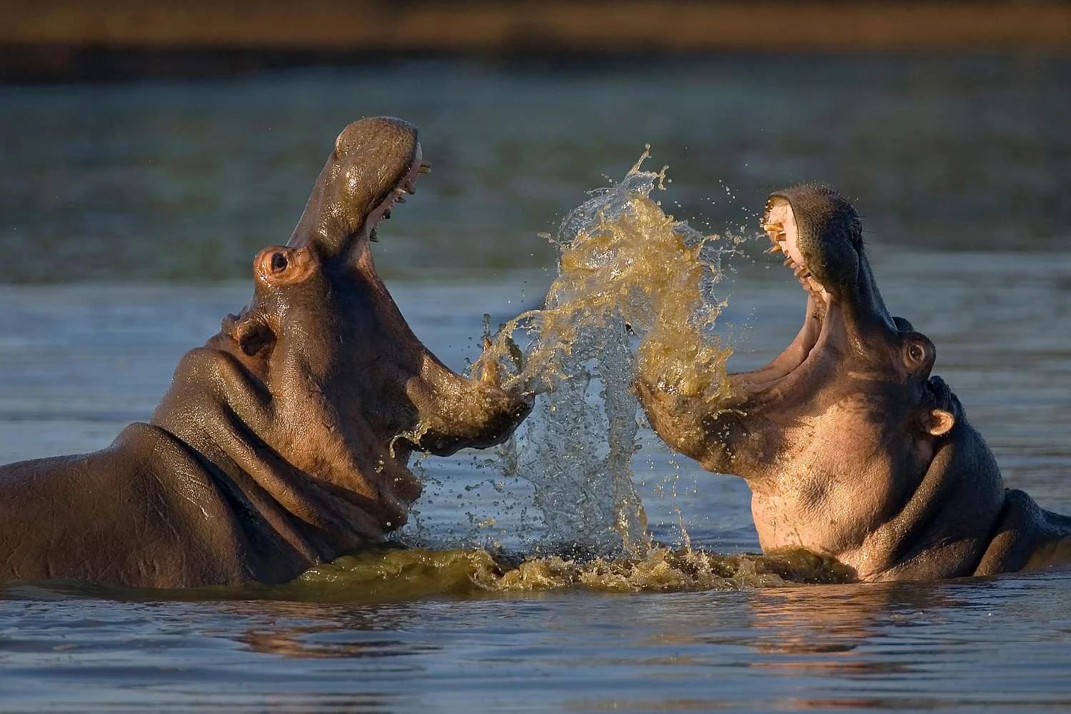 اسب آبی: Hippopotamus amphibus