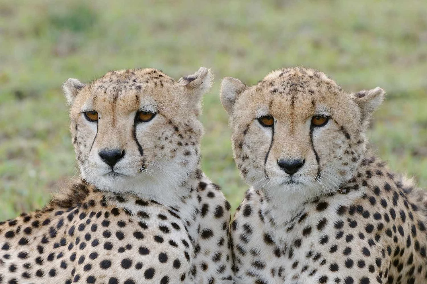 کمبود تنوع ژنتیکی - چرا حیوانات منقرض می شوند؟