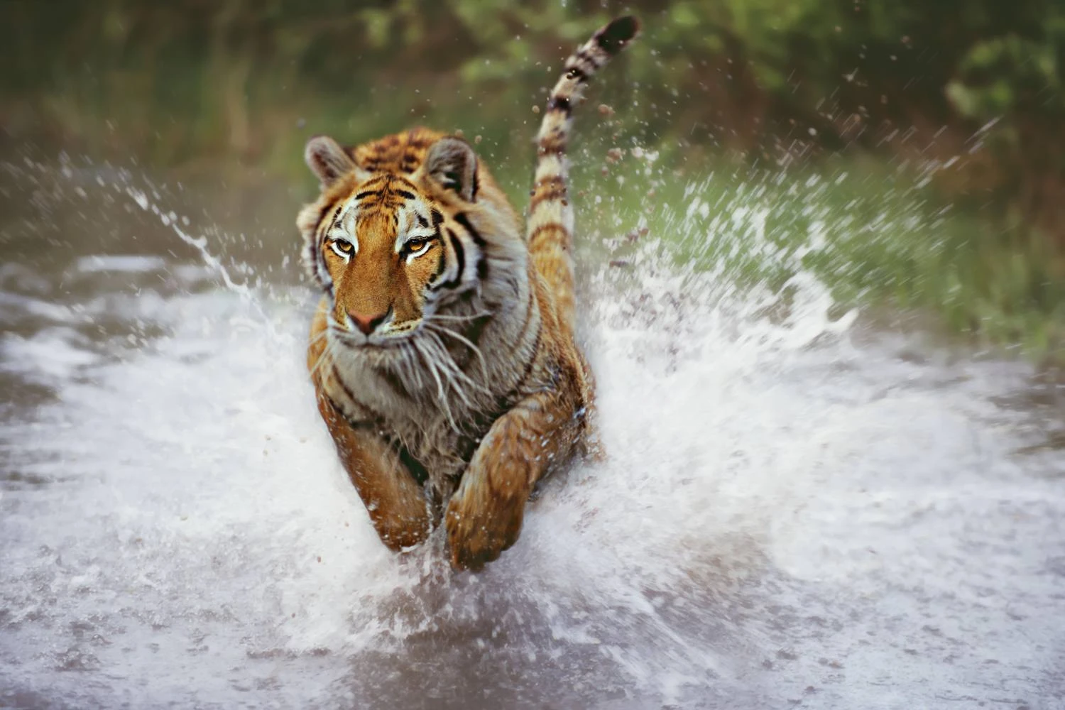 ببرها، مانند همه گربه ها، حیواناتی هستند که مهارت های حرکتی بسیار پیشرفته ای از خود نشان می دهند.