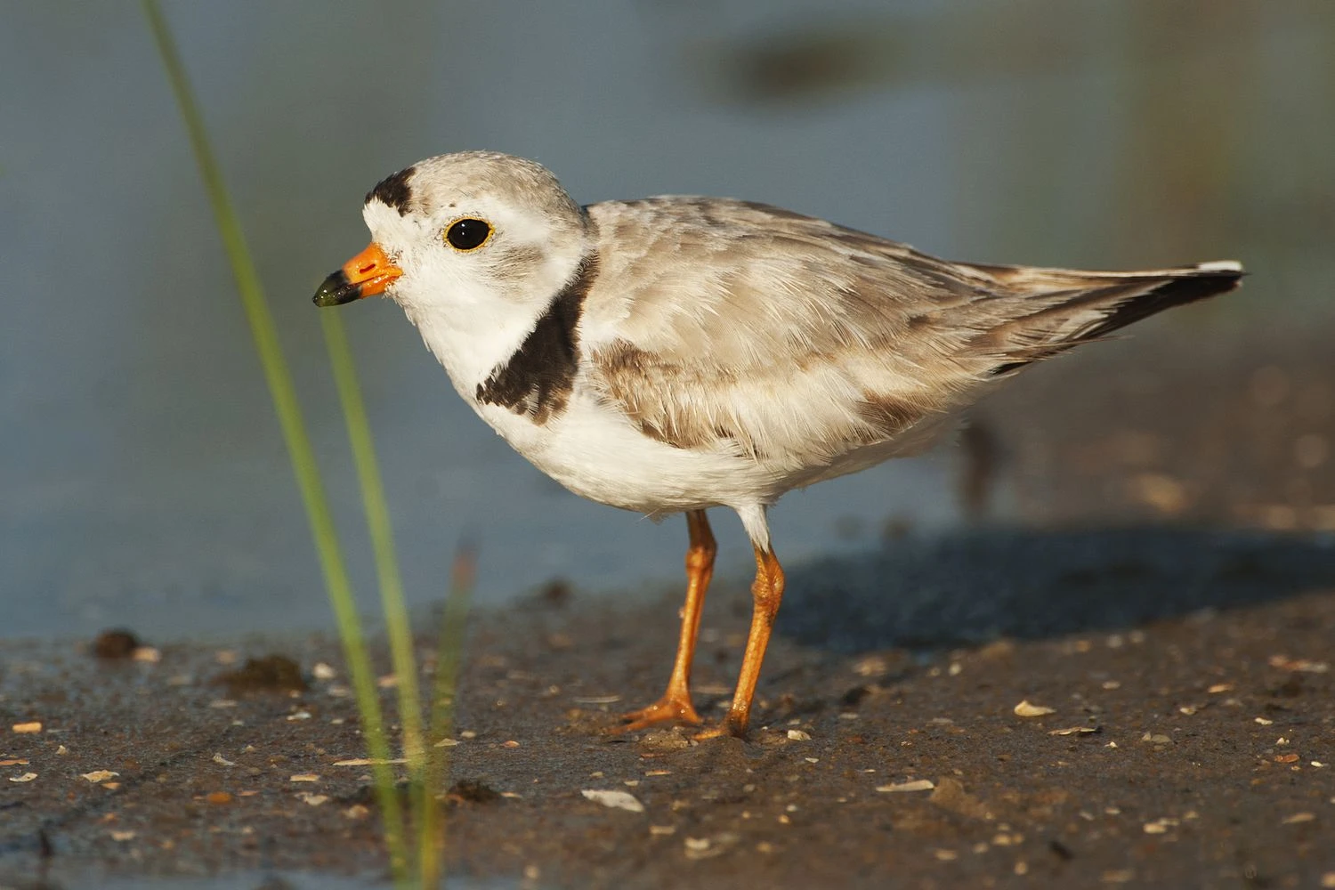 Piping plever - Charadrius melodus