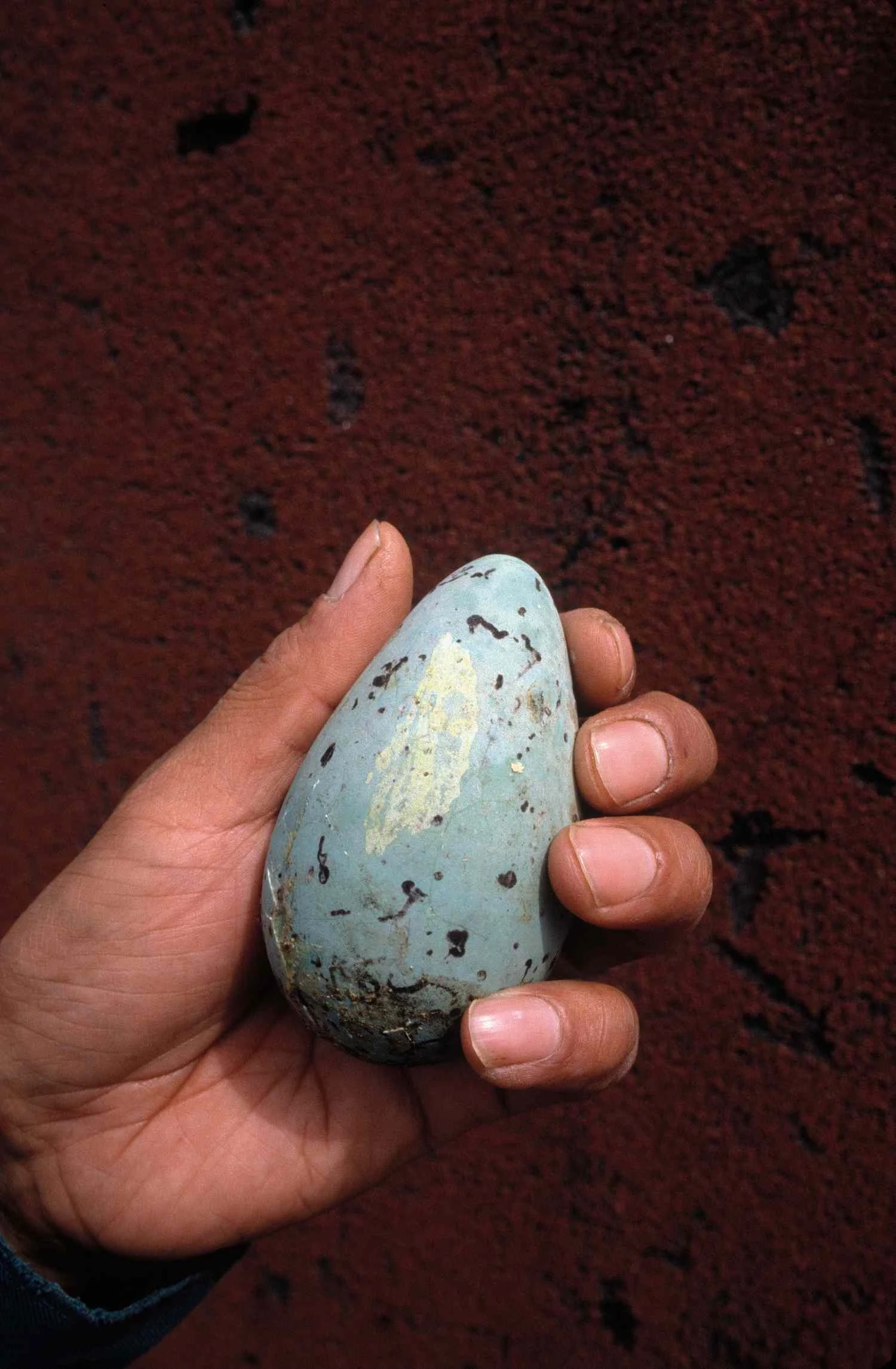 تخم‌مرغ مور