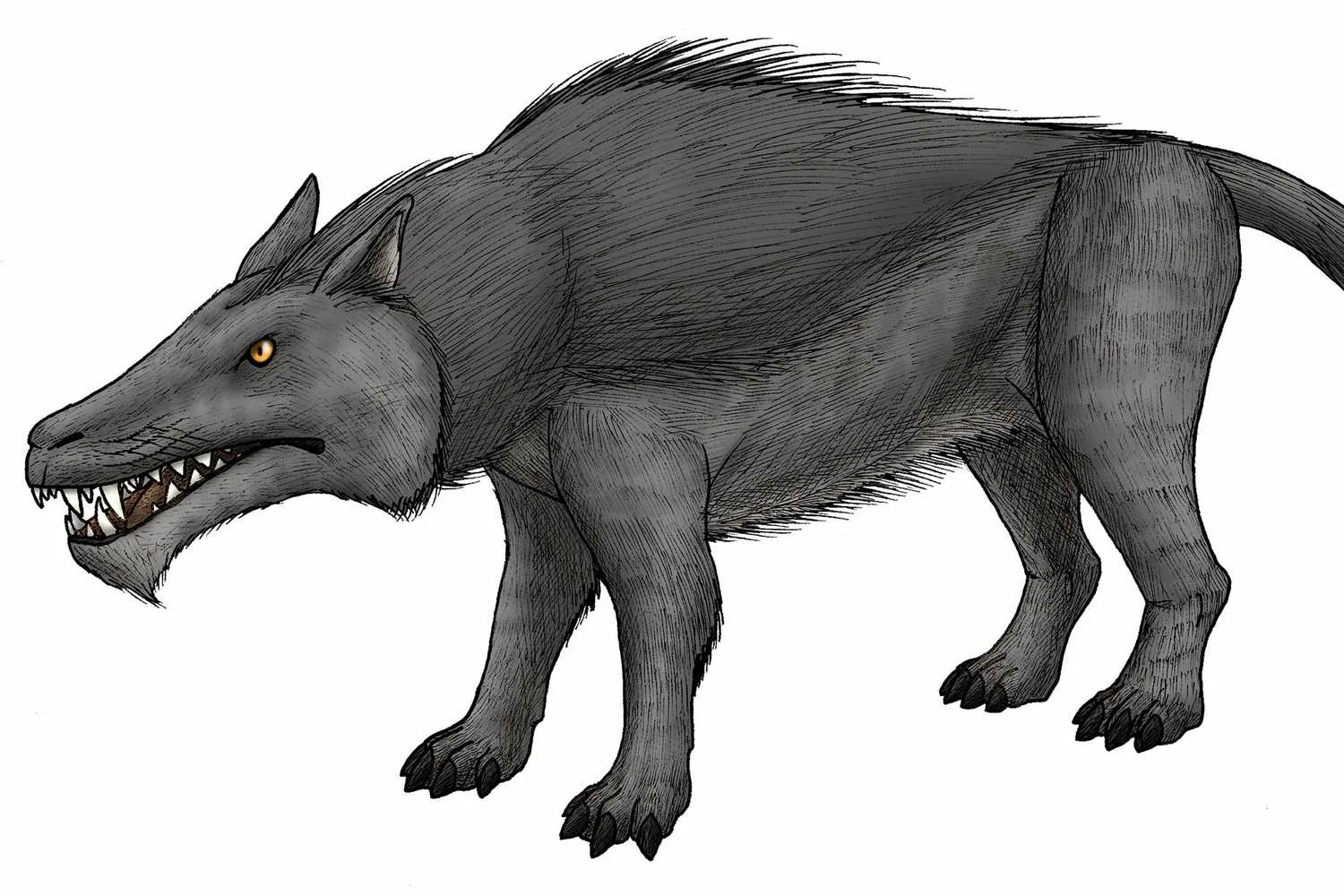 آندروزارکوس