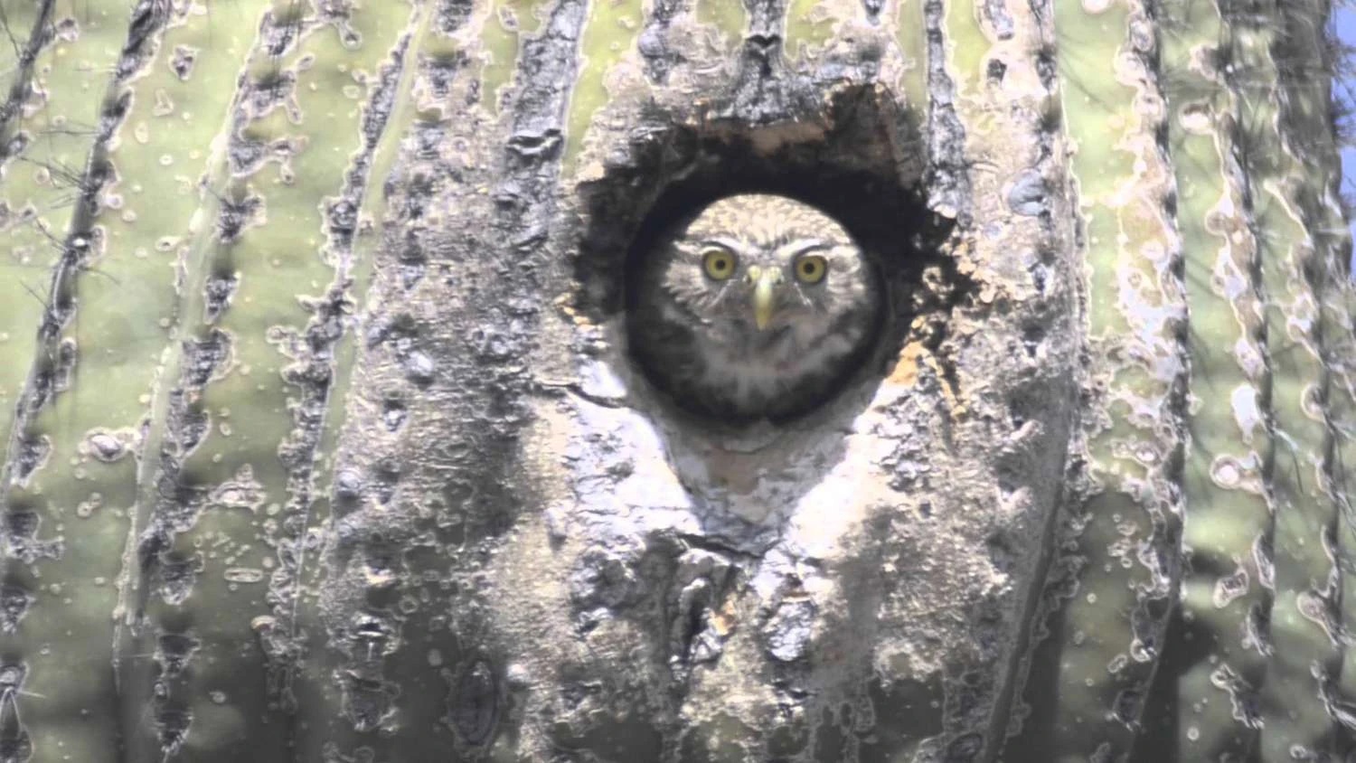 تصویر جغد کوتوله کاکتوس‌زی در داخل کاکتوس