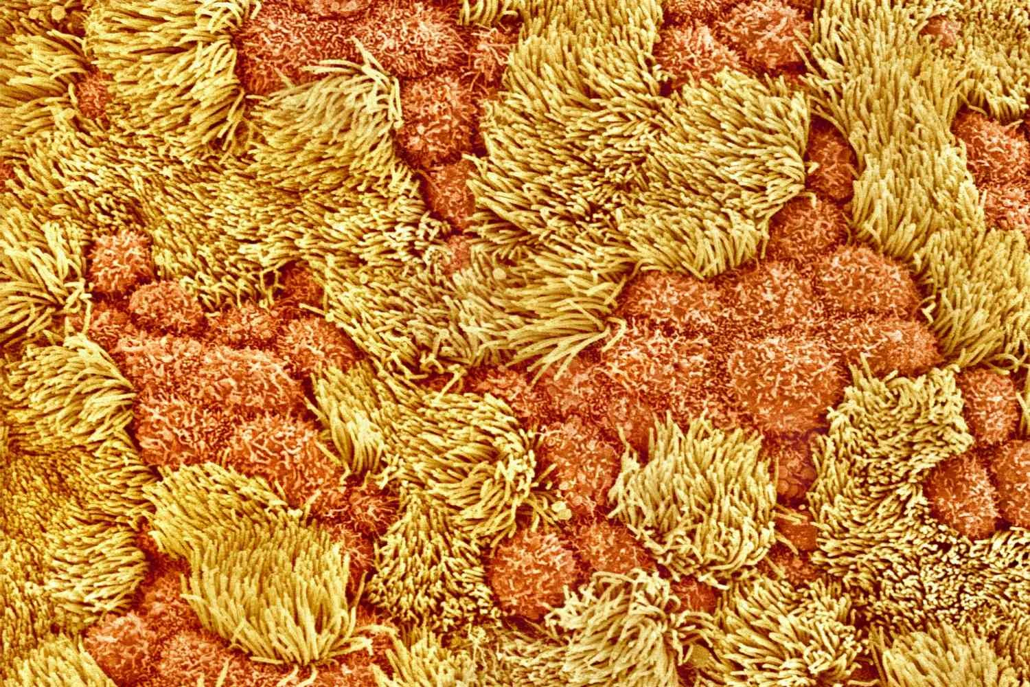 سیلیا و سلول های غلیظ در لوله تخمدان رت