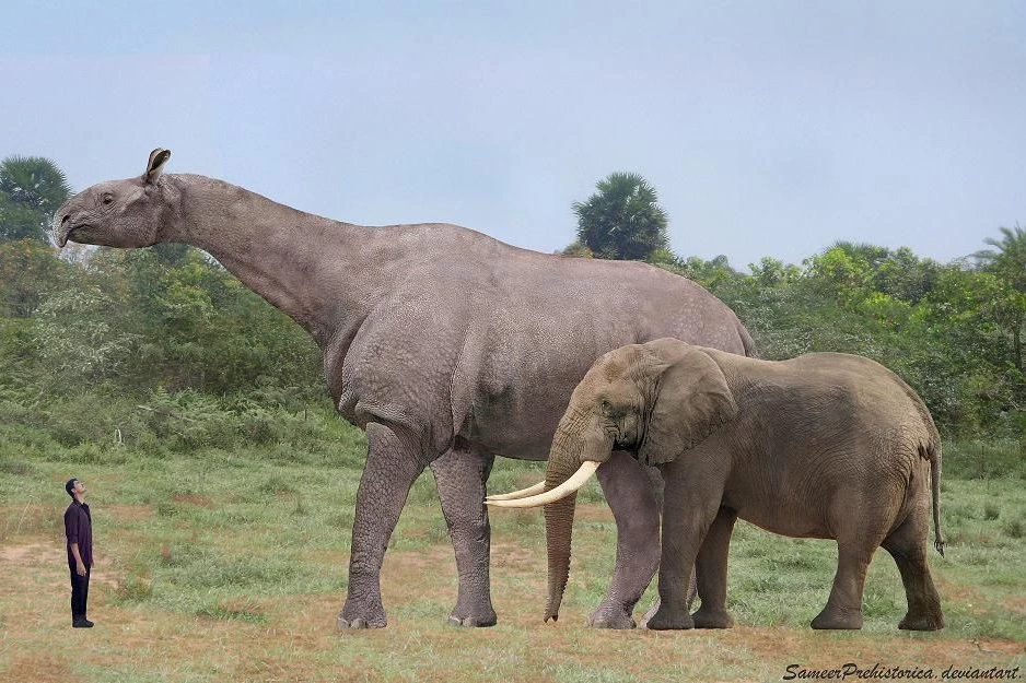 ایندریکوتریوم در مقایسه با یک انسان و یک فیل.