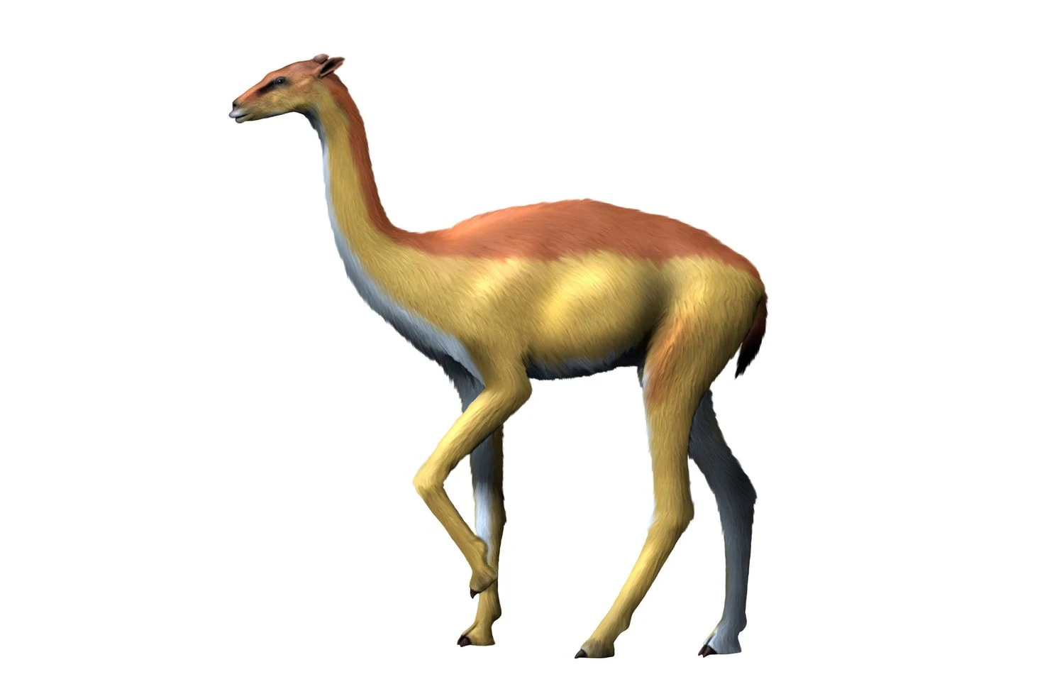 Aepycamelus giraffinus, camel, Miocene of Colorado