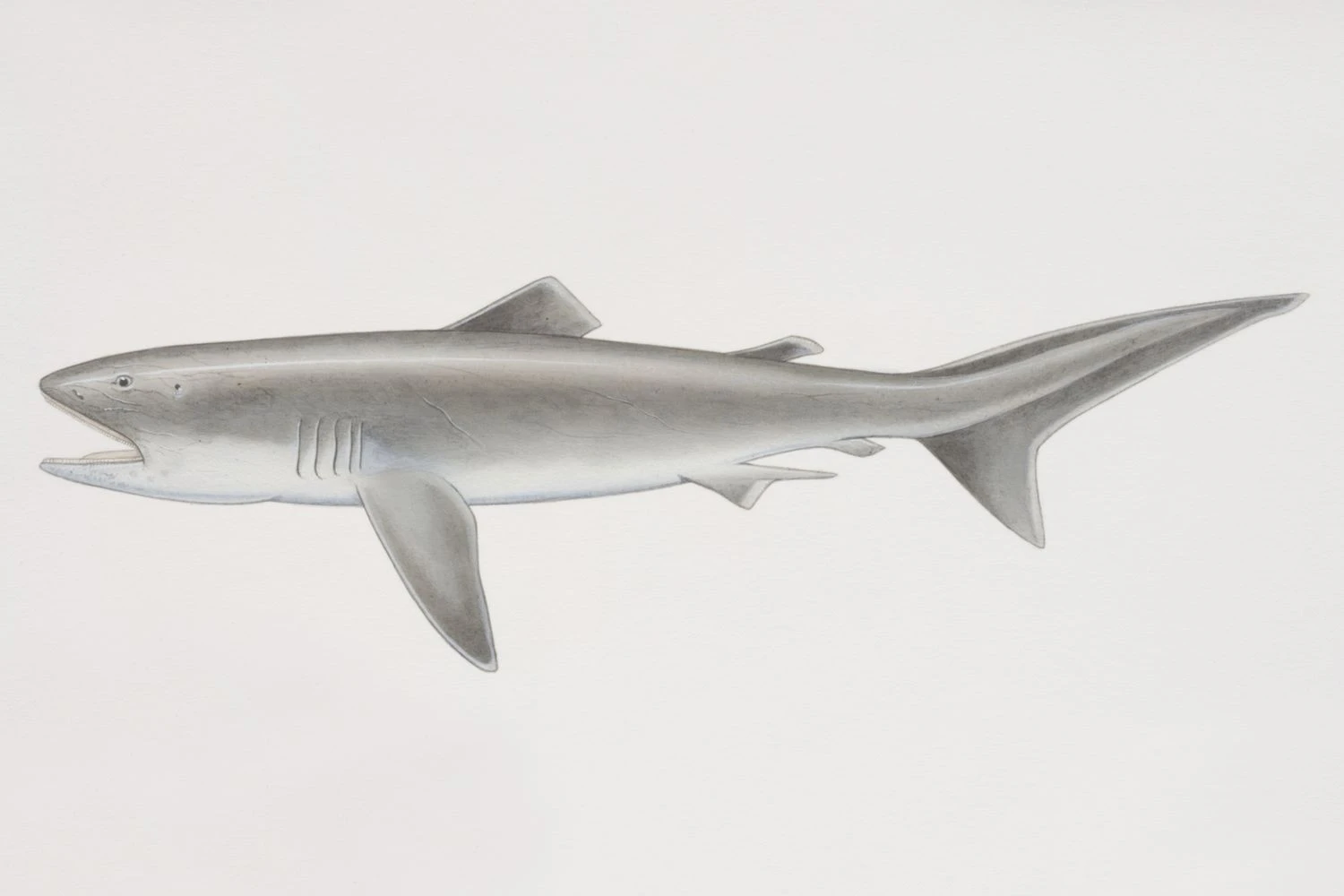 کوسه دهان بزرگ (Megachasma pelagios)