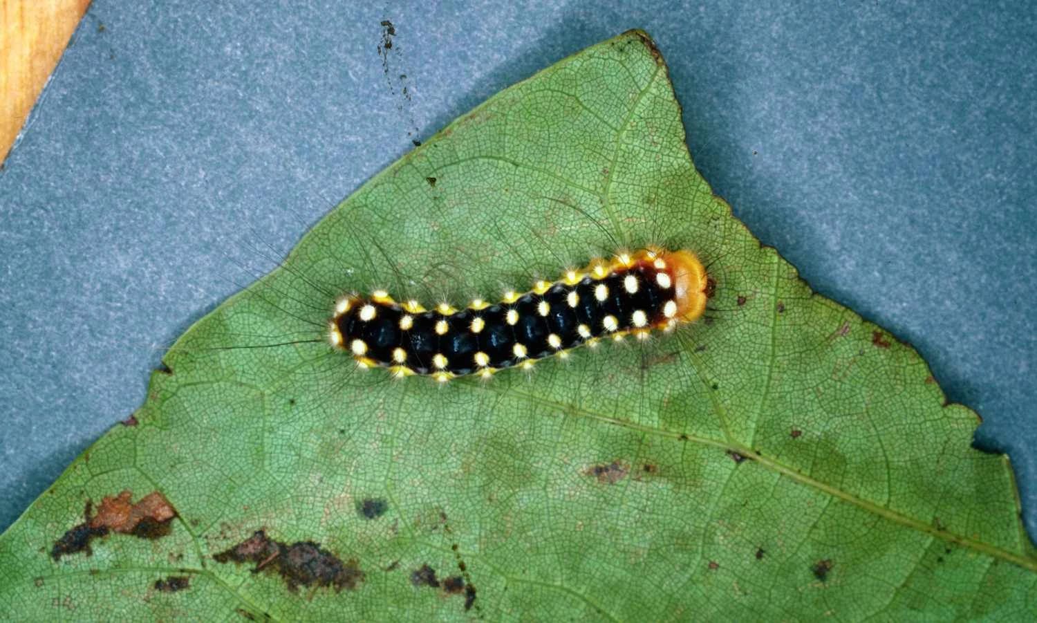 تصویری از کرم شب‌پره فلانل سفید