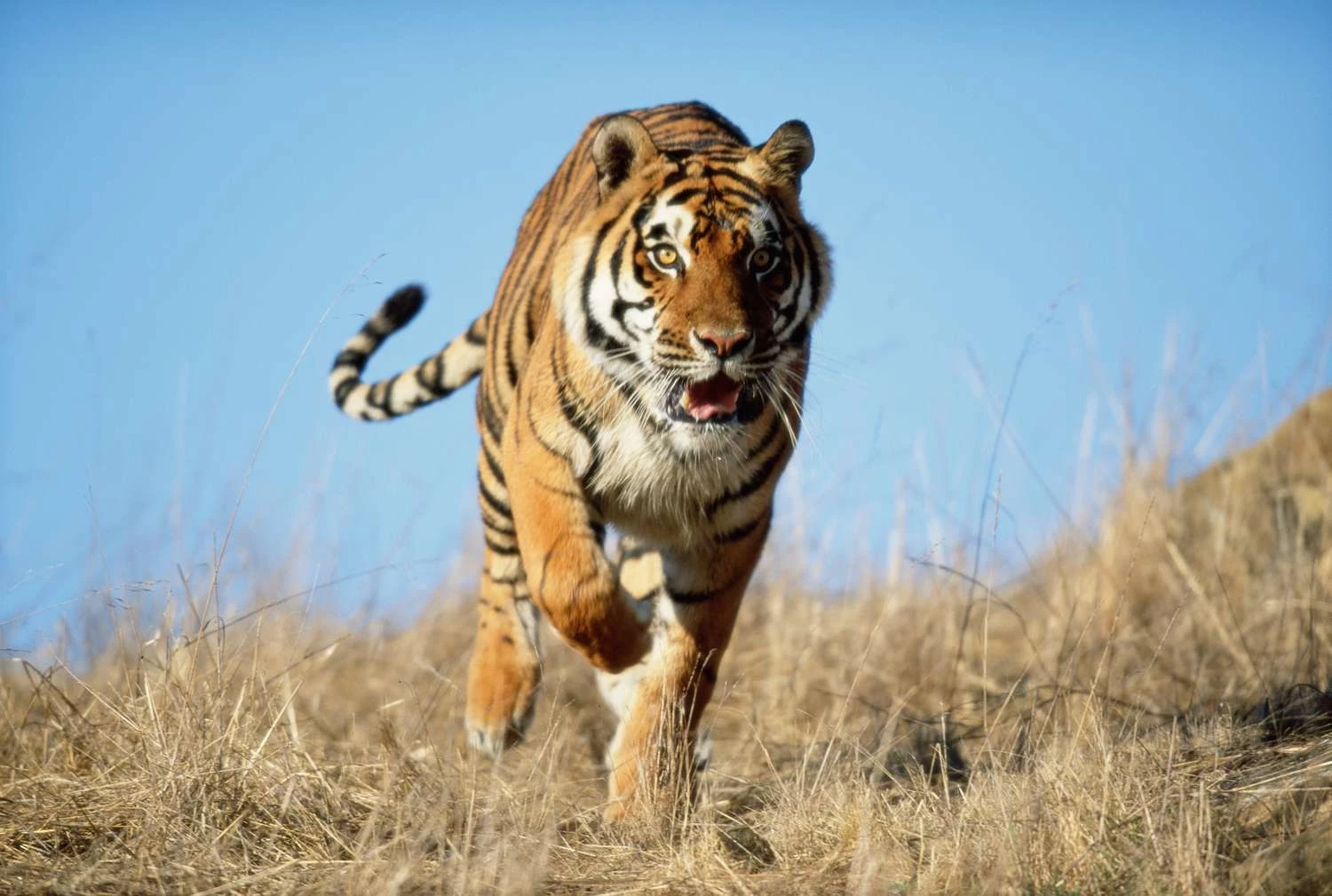 از دست دادن زیستگاه - چرا حیوانات منقرض می شوند؟