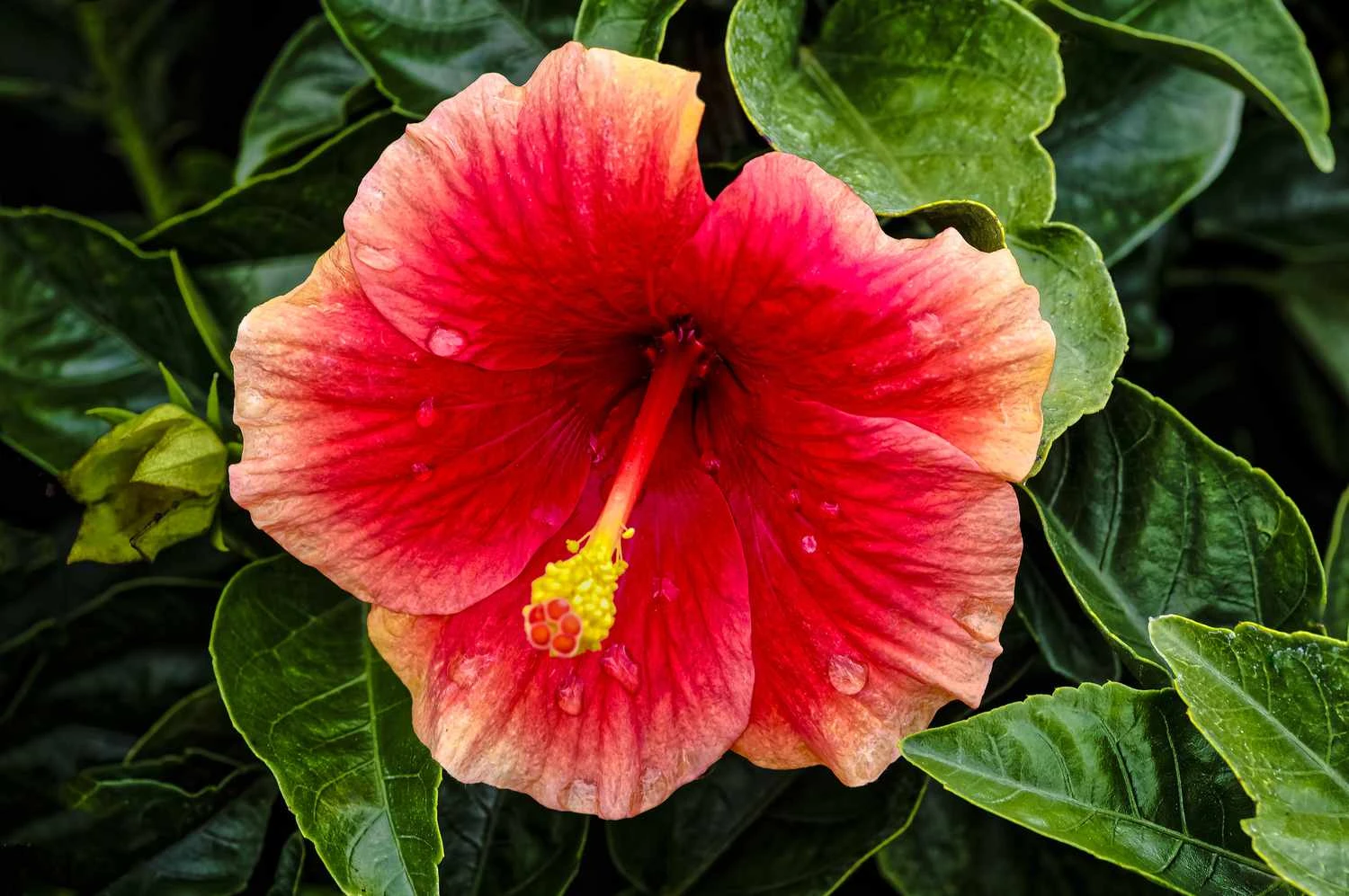 گل ختمی - عکس استوک