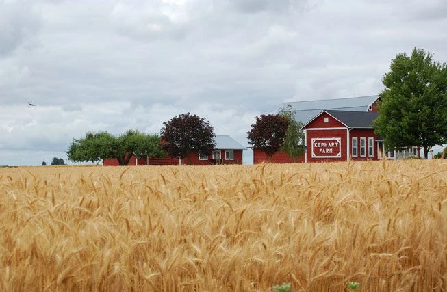 مزرعه گندم در اورگان