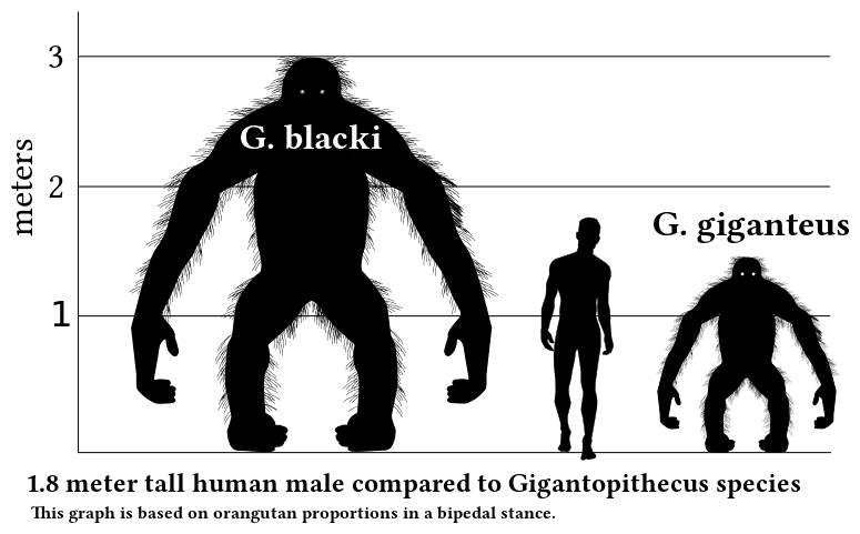 دو گونه از جیگانتوپیتکوس، در مقایسه با یک انسان.