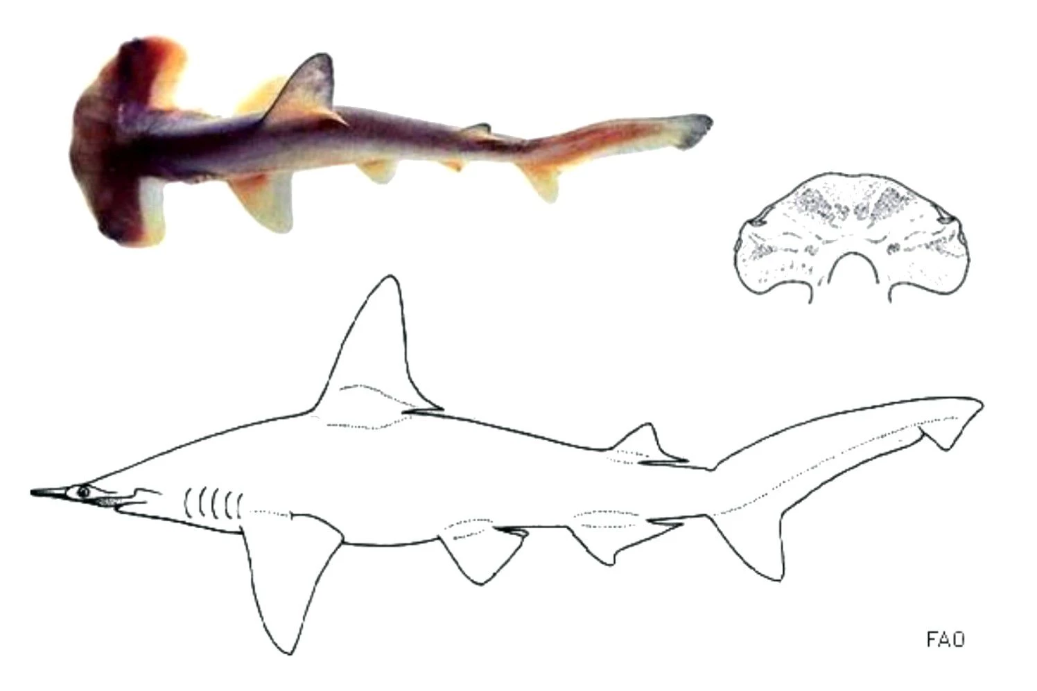 کوسه چکشی چشم کوچک