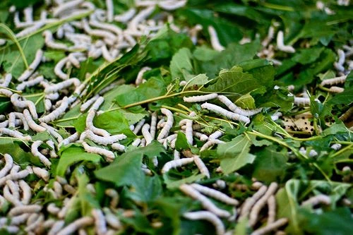 کرم‌های ابریشم و برگ‌های توت