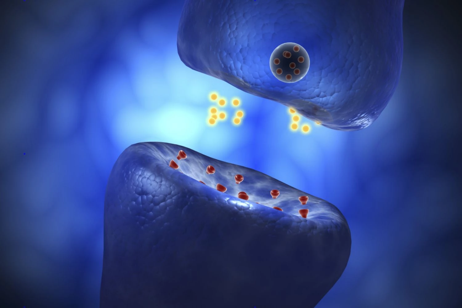 اگزوسیتوز در نورون ها