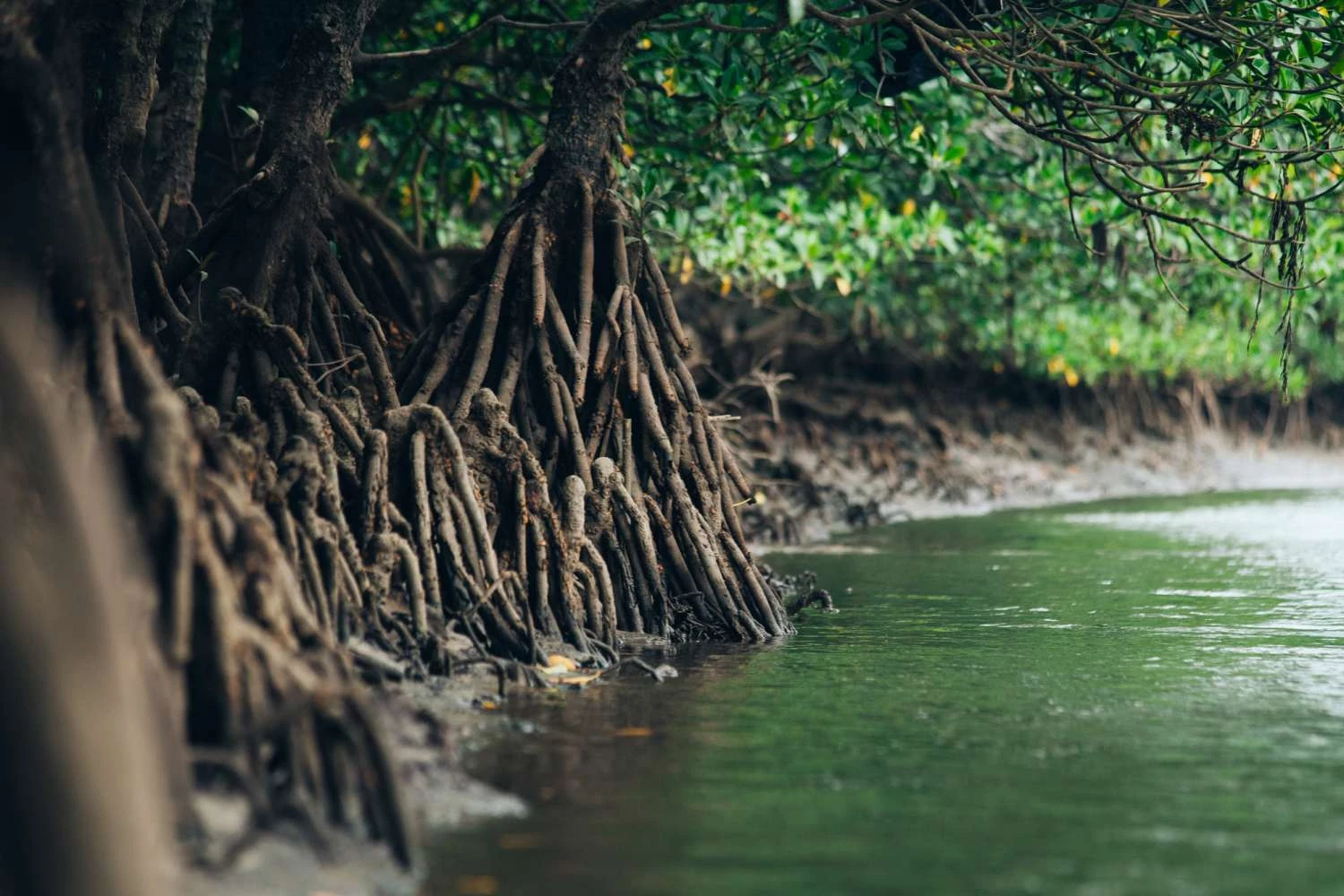 هیدروتروپیسم