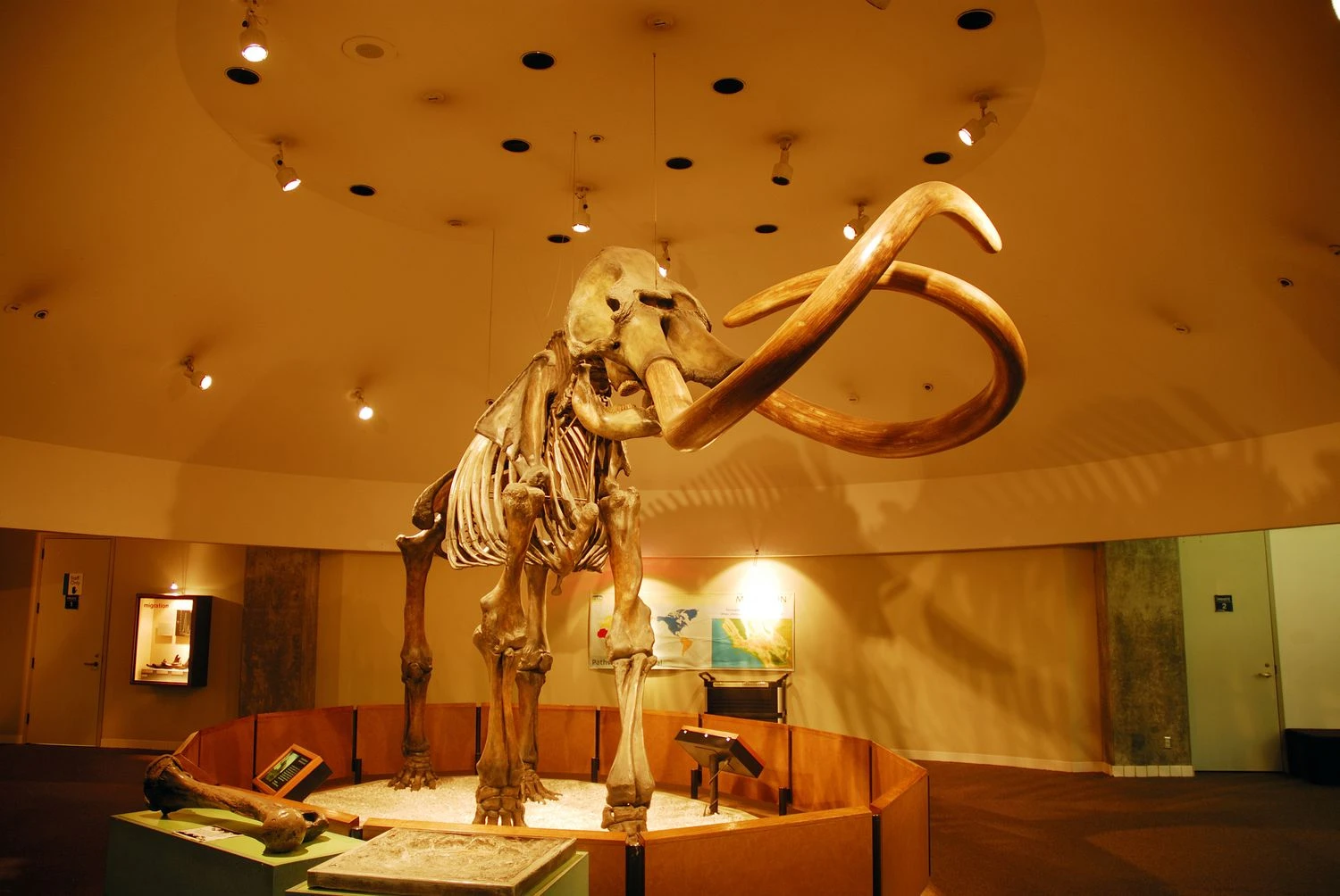 اسکلت ماستودون در موزه جورج سی پیج، چاله‌های قیر لابریا