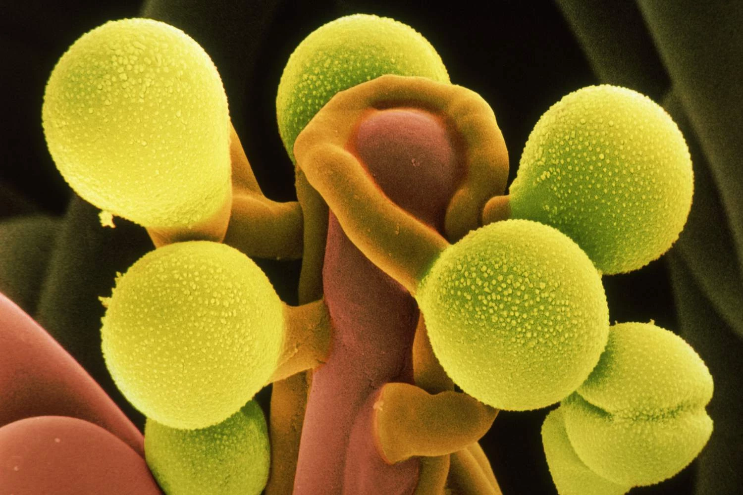 تروپیسم های بیشتر در گیاهان