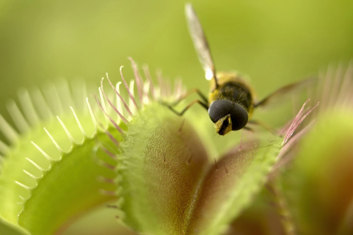 برگ های گیاه سسکوس