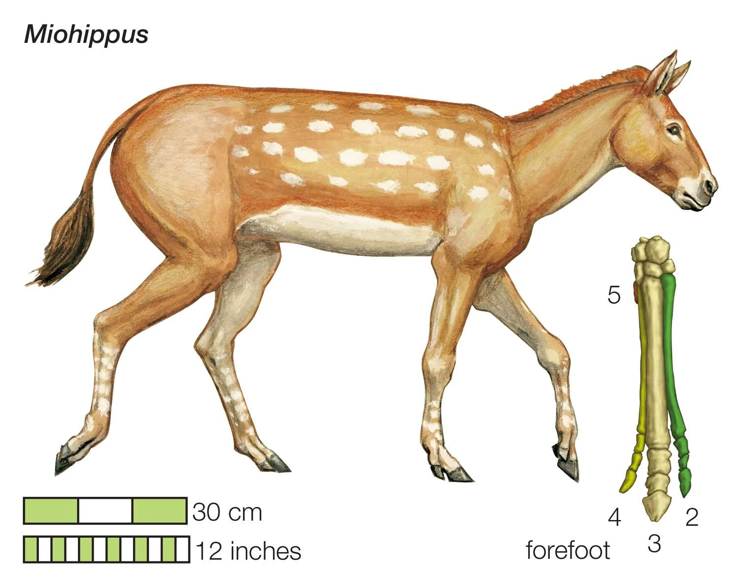The ancestral horse Miohippus