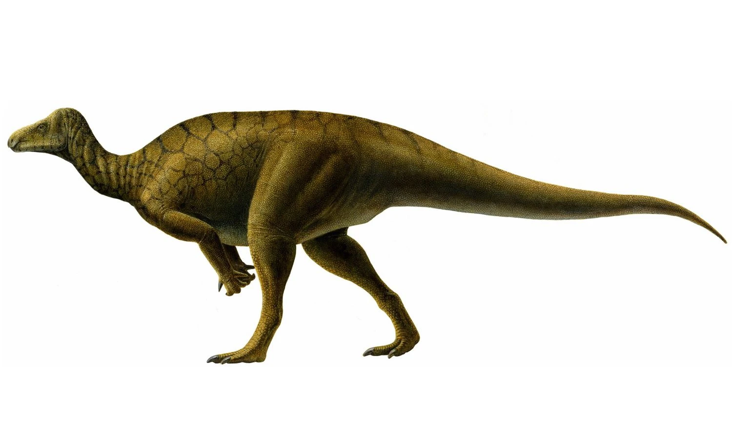 تصویر تمام رنگی از هیپودراکو در پس‌زمینه سفید