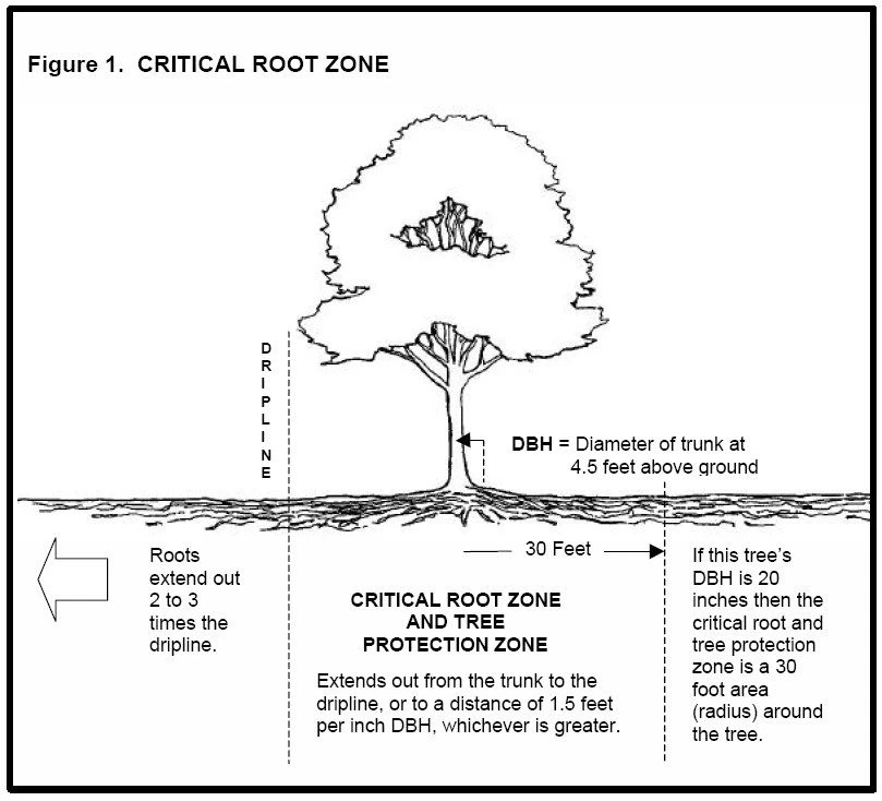 ناحیه بحرانی ریشه درخت
