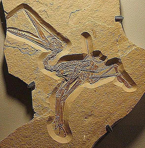 تصویری از فسیل پتروداکتیلوس