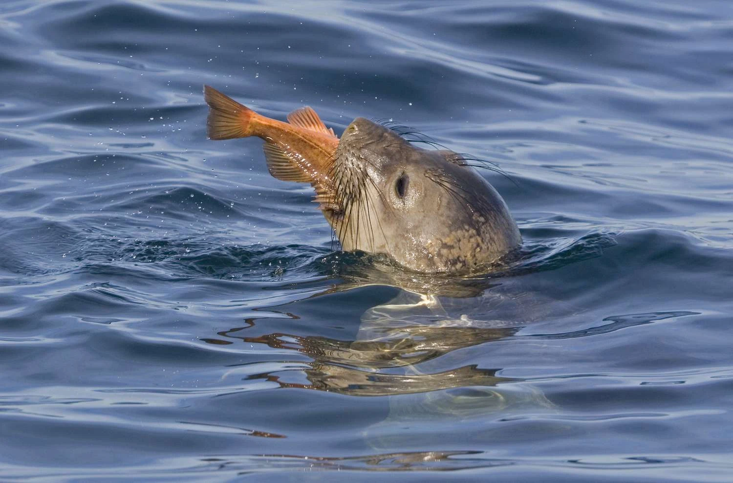 شکار فک فیل‌دریایی در آب