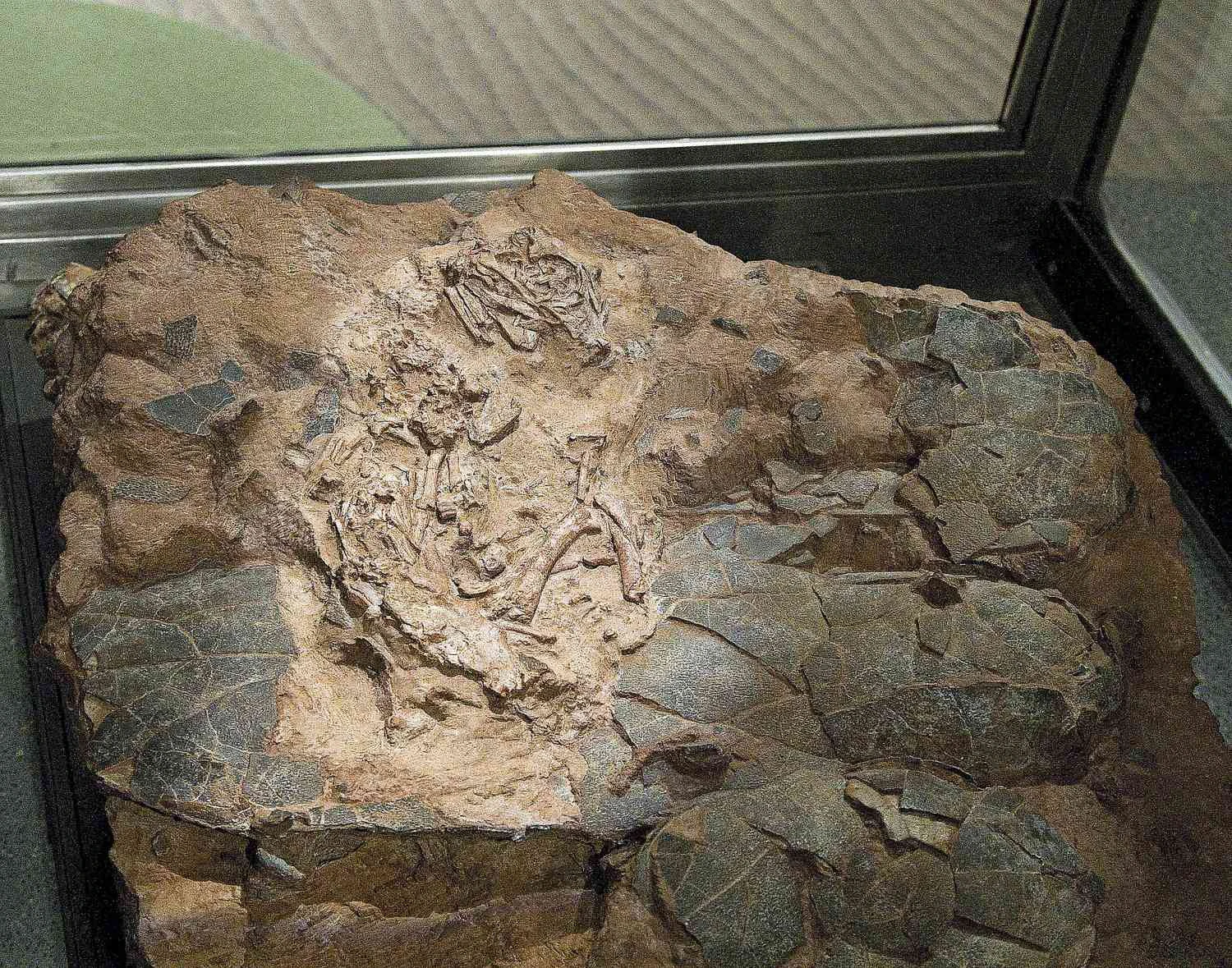 تصویری از فسیل جنین دایناسور