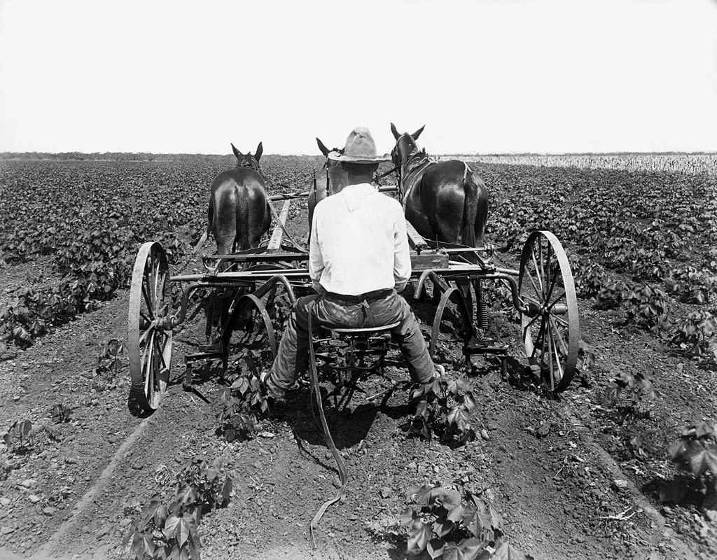 کشاورز در حال شخم زدن زمین با دو قاطر